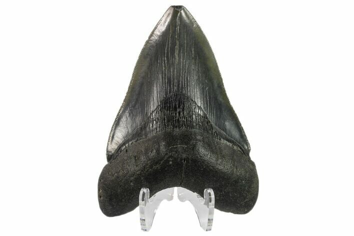 Serrated, Fossil Megalodon Tooth - South Carolina #131205